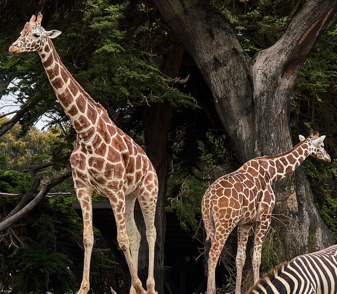 Wilder Institute / Calgary Zoo